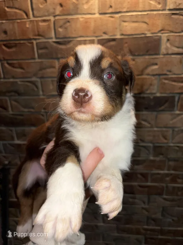 Jackson – Australian Shepherd puppy for sale in Springfield, MO