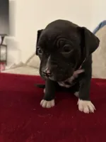 Couture , a female French Bulldog and American Pit Bull Terrier for sale in Tolleson, AZ – Photo 6 of 7