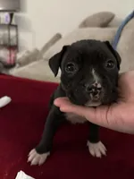 Couture , a female French Bulldog and American Pit Bull Terrier for sale in Tolleson, AZ – Photo 3 of 7