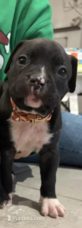 Couture  – French Bulldog, American Pit Bull Terrier puppy for sale in Tolleson, AZ