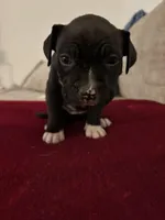 Couture , a female French Bulldog and American Pit Bull Terrier for sale in Tolleson, AZ – Photo 7 of 7