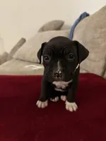 Couture , a female French Bulldog and American Pit Bull Terrier for sale in Tolleson, AZ – Photo 4 of 7