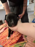 Couture , a female French Bulldog and American Pit Bull Terrier for sale in Tolleson, AZ – Photo 5 of 7