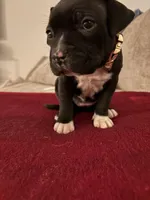 Couture , a female French Bulldog and American Pit Bull Terrier for sale in Tolleson, AZ – Photo 2 of 7