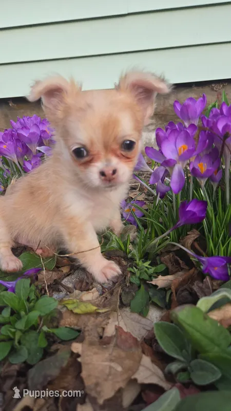 Hot pocket – Chihuahua puppy for sale in Wellington, OH