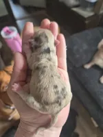 Hot pocket, a male Chihuahua for sale in Wellington, OH – Photo 7 of 10