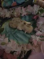 Hot pocket, a male Chihuahua for sale in Wellington, OH – Photo 10 of 10