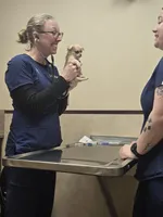 Hot pocket, a male Chihuahua for sale in Wellington, OH – Photo 8 of 10