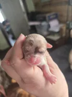 Hot pocket, a male Chihuahua for sale in Wellington, OH – Photo 6 of 10