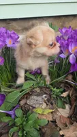 Hot pocket, a male Chihuahua for sale in Wellington, OH – Photo 5 of 10