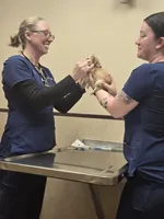 Hot pocket, a male Chihuahua for sale in Wellington, OH – Photo 9 of 10