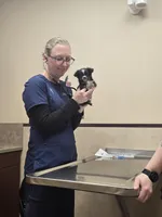 Moo, a male Chihuahua for sale in Wellington, OH – Photo 7 of 7