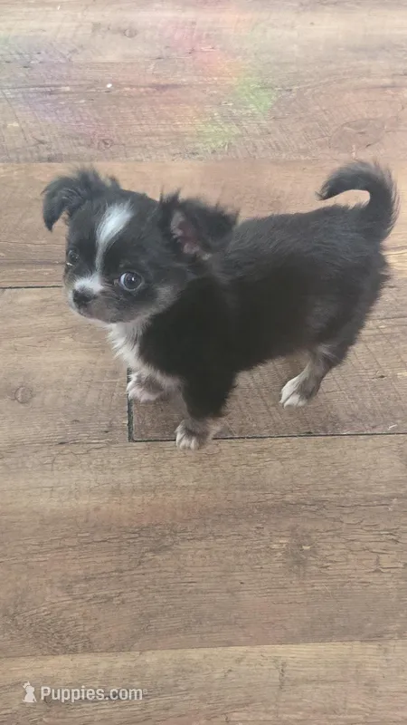 Moo – Chihuahua puppy for sale in Wellington, OH