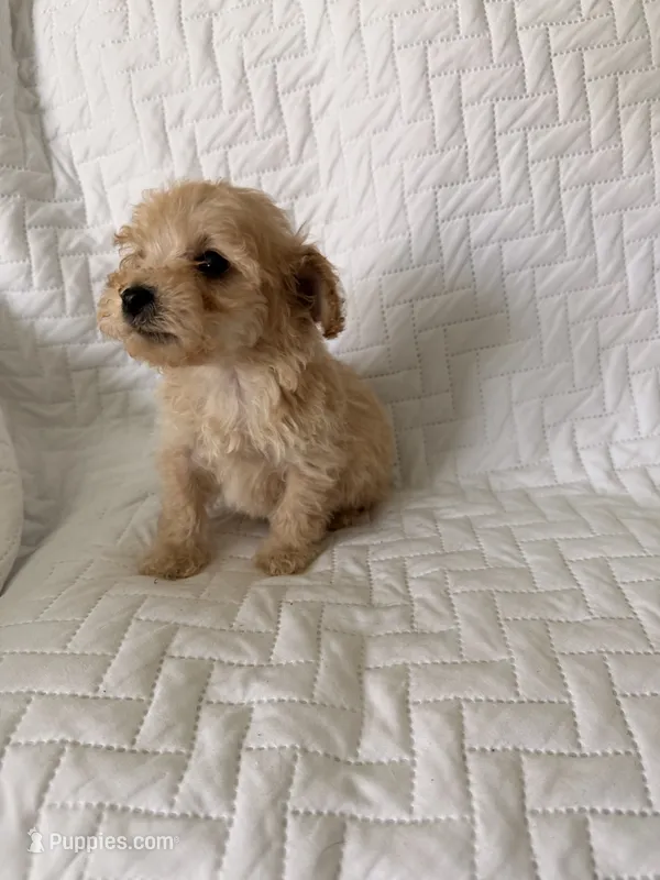 Venus  – Poodle - Toy  puppy for sale in Polk City, FL