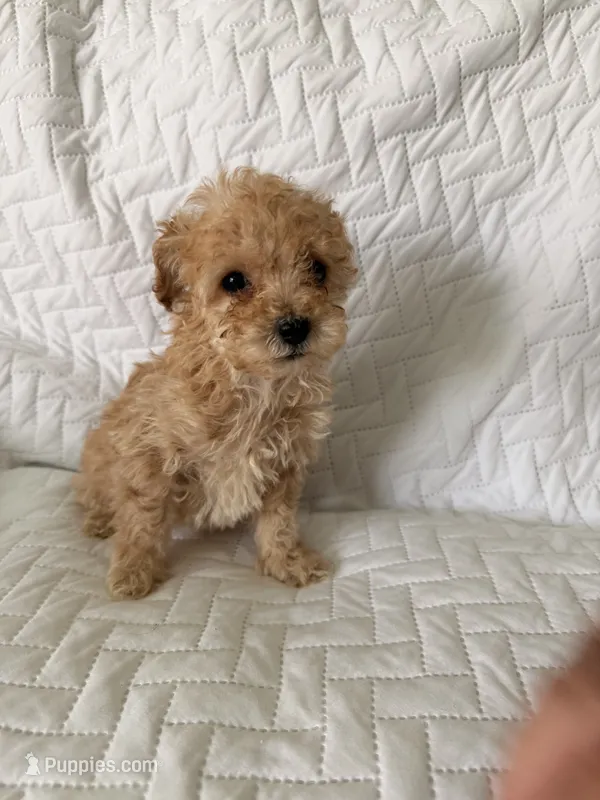Stella  – Poodle - Toy  puppy for sale in Polk City, FL