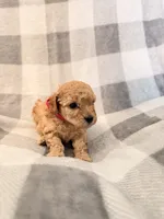 Venus , a female Poodle - Toy  for sale in Polk City, FL – 2 of 2