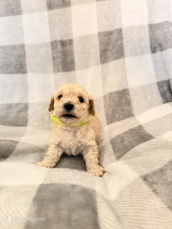 Max  – Poodle - Toy  puppy for sale in Polk City, FL
