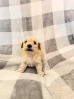 Max , a male Poodle - Toy  for sale in Polk City, FL – 1 of 2