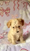 Tiny, a female Poodle - Toy  for sale in Polk City, FL – 1 of 2