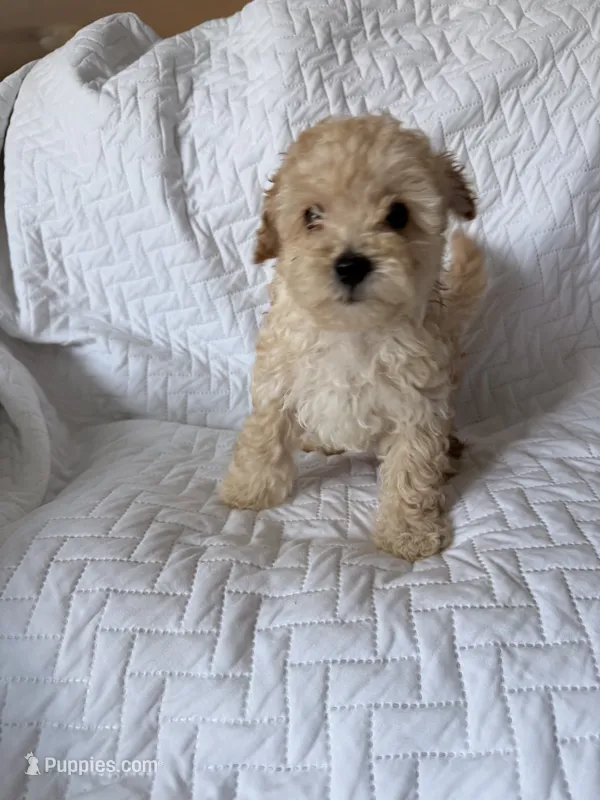 Marley  – Poodle - Toy  puppy for sale in Polk City, FL