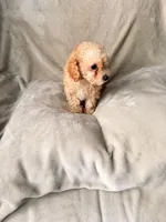 Roxy, a female Poodle - Toy  for sale in Polk City, FL – 2 of 2