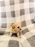 Max , a male Poodle - Toy  for sale in Polk City, FL – 2 of 2