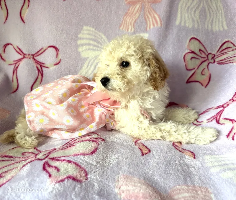 Annie  – Poodle - Toy  puppy for sale in Polk City, FL