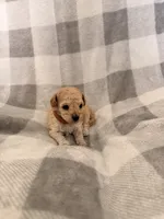 Noel , a male Poodle - Toy  for sale in Polk City, FL – 2 of 2