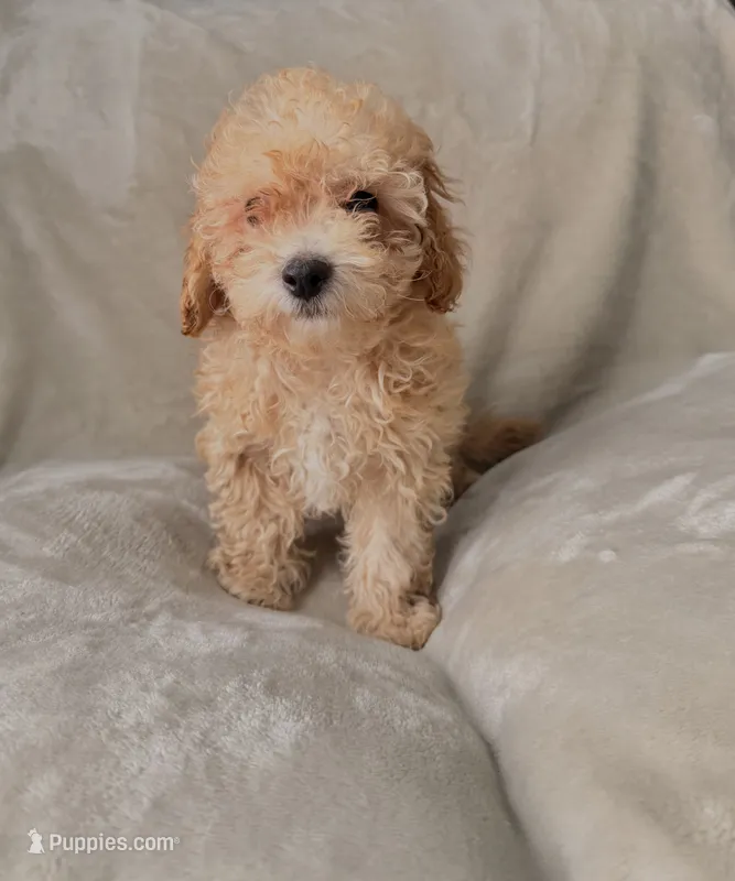 Roxy – Poodle - Toy  puppy for sale in Polk City, FL