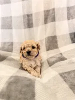 Marley , a female Poodle - Toy  for sale in Polk City, FL – 2 of 2