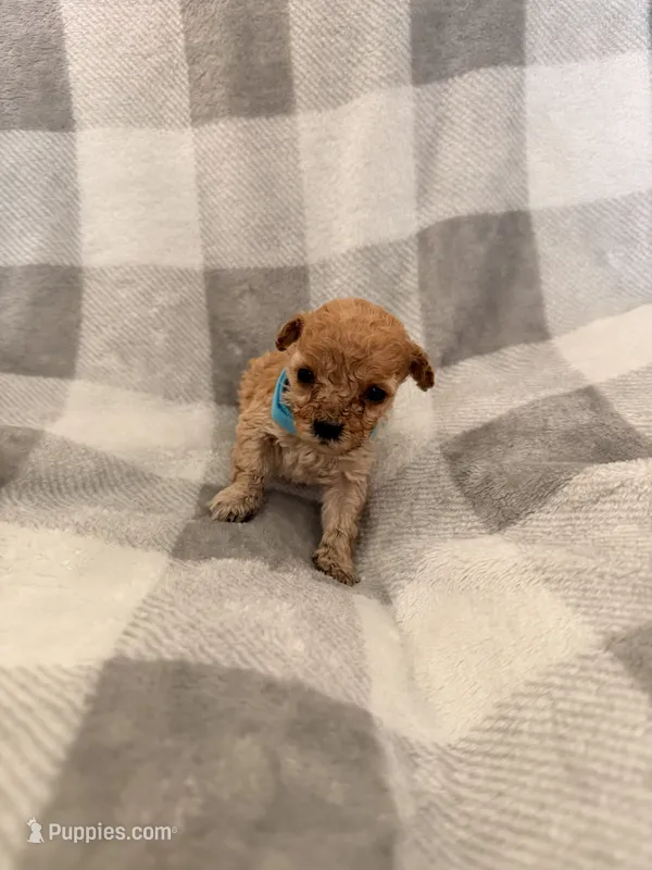 Stella  – Poodle - Toy  puppy for sale in Polk City, FL