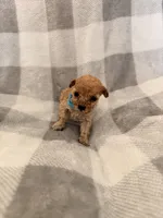 Stella , a female Poodle - Toy  for sale in Polk City, FL – 1 of 3
