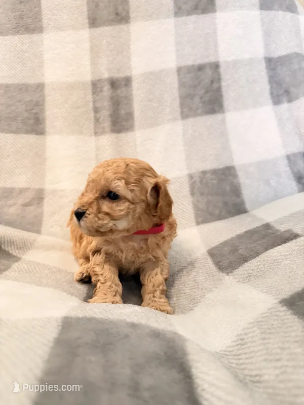 Venus  – Poodle - Toy  puppy for sale in Polk City, FL