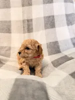 Venus , a female Poodle - Toy  for sale in Polk City, FL – 1 of 2