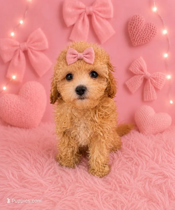Roxi  – Poodle - Toy  puppy for sale in Polk City, FL