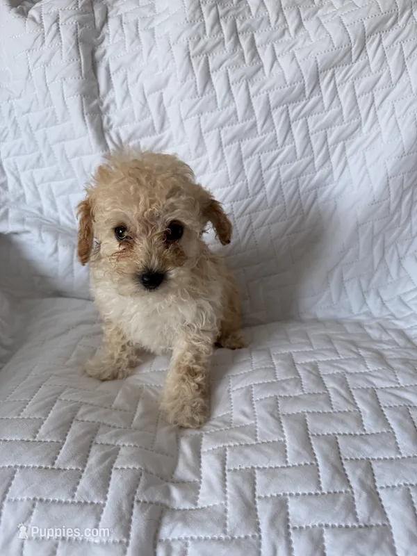 Noel  – Poodle - Toy  puppy for sale in Polk City, FL