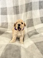 Marley , a female Poodle - Toy  for sale in Polk City, FL – 1 of 2