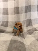 Stella , a female Poodle - Toy  for sale in Polk City, FL – 3 of 3