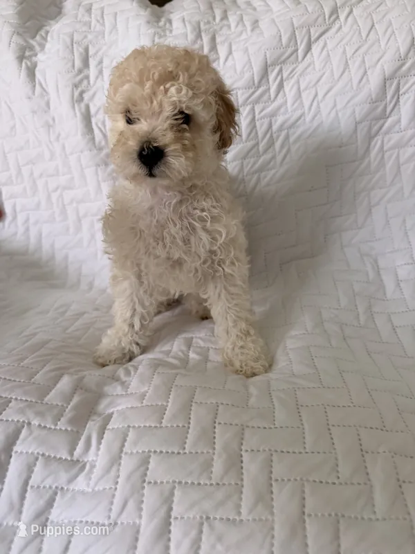 Max  – Poodle - Toy  puppy for sale in Polk City, FL