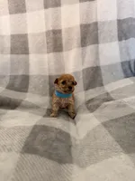 Stella , a female Poodle - Toy  for sale in Polk City, FL – 2 of 3