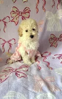 Annie , a female Poodle - Toy  for sale in Polk City, FL – 2 of 2