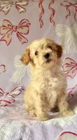 Tiny, a female Poodle - Toy  for sale in Polk City, FL – 2 of 2