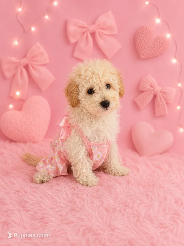 Annie – Poodle - Toy  puppy for sale in Polk City, FL