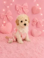 Annie, a female Poodle - Toy  for sale in Polk City, FL – 1 of 1