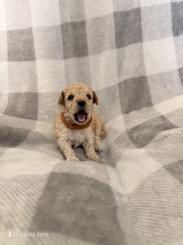 Noel  – Poodle - Toy  puppy for sale in Polk City, FL