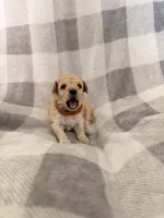 Noel , a male Poodle - Toy  for sale in Polk City, FL – 1 of 2