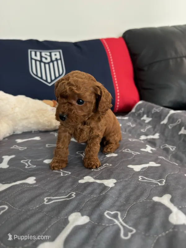 Bonnie – Poodle - Toy  puppy for sale in Miami, FL