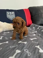 Bonnie, a female Poodle - Toy  for sale in Miami, FL – 1 of 5