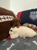 Bonnie, a female Poodle - Toy  for sale in Miami, FL – 5 of 5