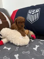 Bonnie, a female Poodle - Toy  for sale in Miami, FL – 3 of 5